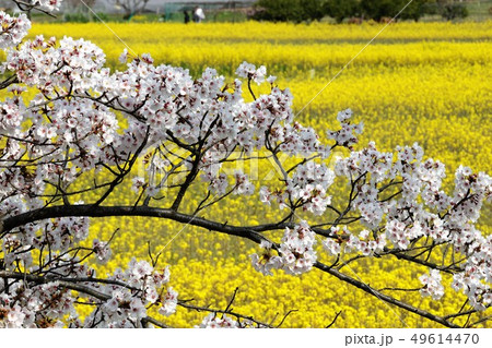 藤原京 菜の花と桜 藤原京 菜の花と桜 49614470
