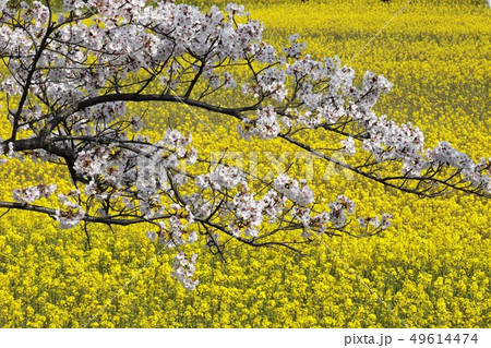 藤原京　菜の花と桜 49614474