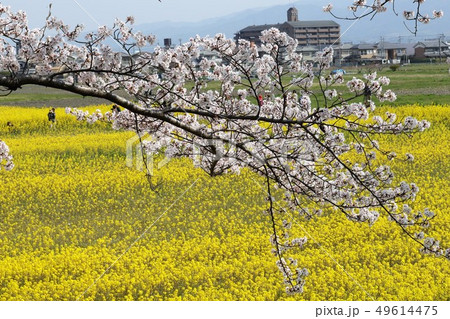 藤原京　菜の花と桜 49614475