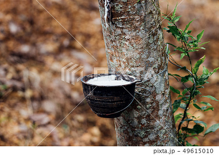 Rubber tree with natural rubber drop at plantation 49615010