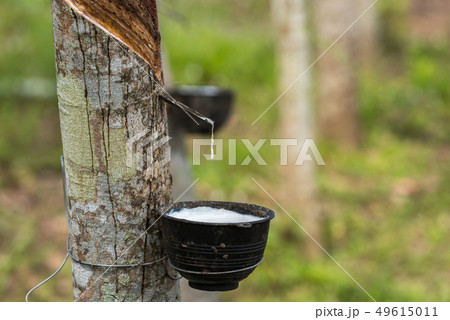 Rubber tree with natural rubber drop at plantation 49615011