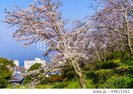 とけん山公園の桜 【長崎県雲仙市】 とけん山公園の桜 【長崎県雲仙市】 49615262