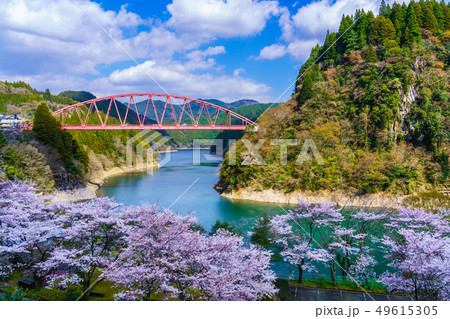 川畑橋と桜　【大分県日田市】 49615305
