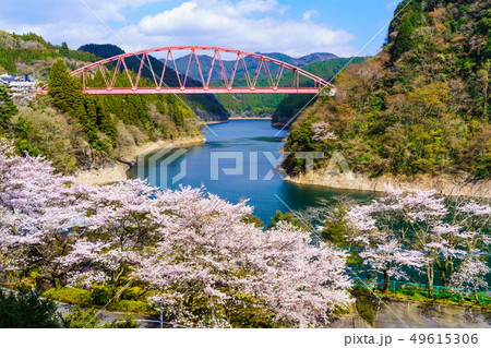川畑橋と桜　【大分県日田市】 49615306