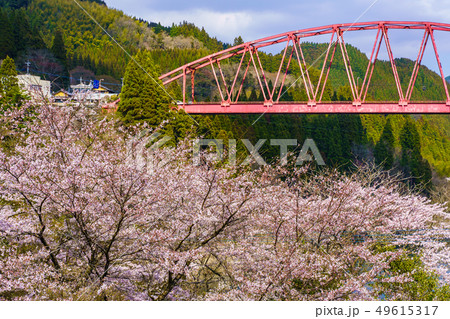 川畑橋と桜　【大分県日田市】 49615317