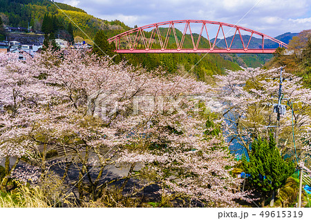 川畑橋と桜　【大分県日田市】 49615319