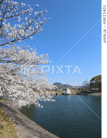 西宮市 桜満開のニテコ池 西宮市 桜満開のニテコ池 49615401