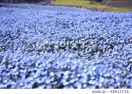 ひたち海浜公園　ネモフィラ 49615528