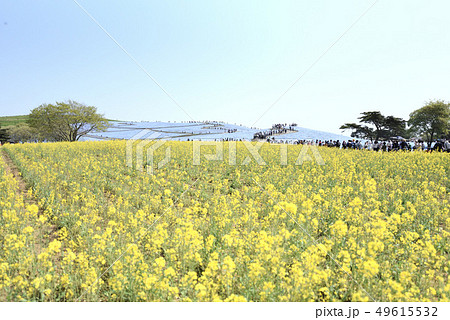ひたち海浜公園　菜の花　ネモフィラ 49615532