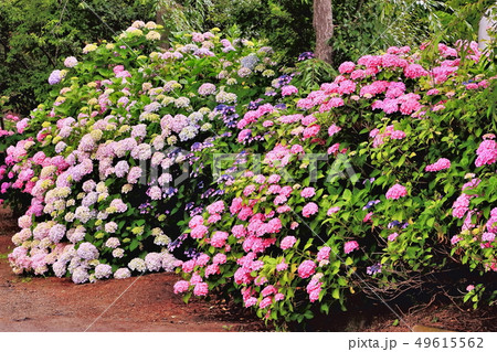 満開の紫陽花 満開の紫陽花 49615562