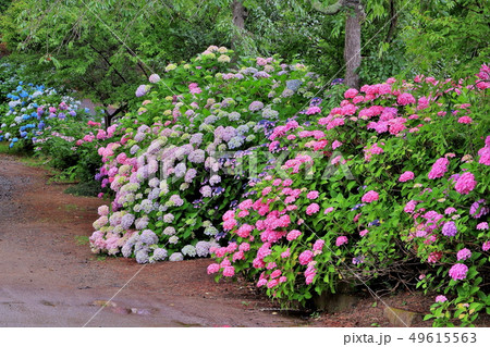満開の紫陽花 満開の紫陽花 49615563