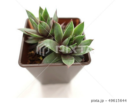 多肉植物 センペルビューム 多肉植物 センペルビューム 49615644