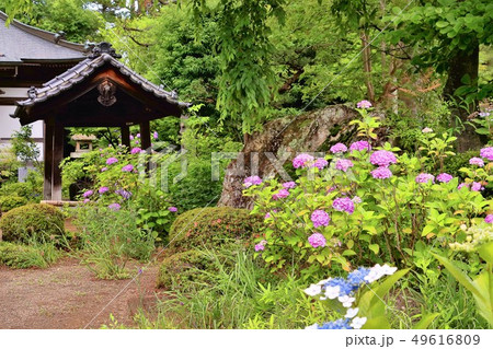 雨に濡れる資福寺境内 雨に濡れる資福寺境内 49616809