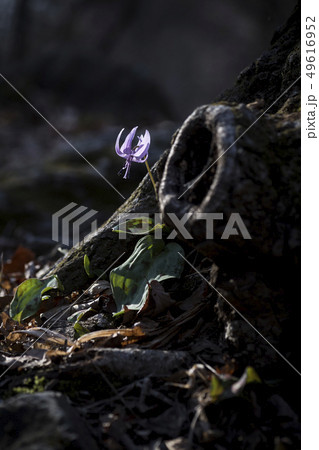 野生の花 花 野花 49616952
