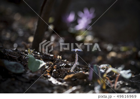 野生の花 花 野花 49616969
