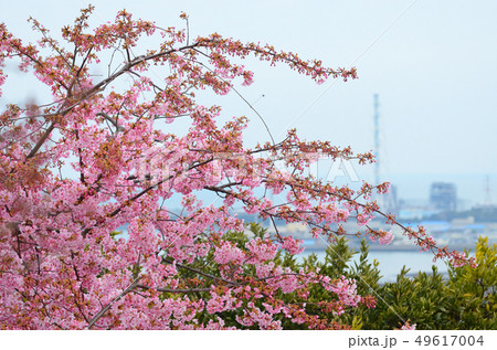 静豊園の河津桜 49617004