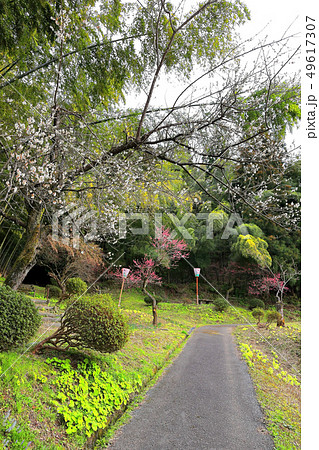 湯田川温泉 梅林公園 湯田川温泉 梅林公園 49617307