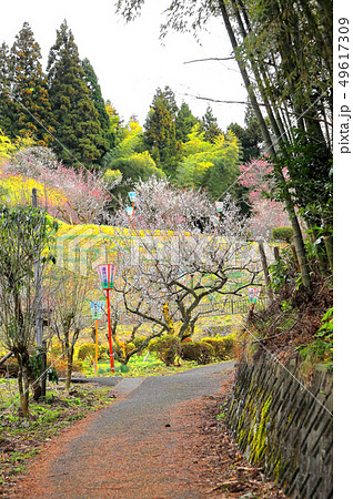 湯田川温泉 梅林公園 湯田川温泉 梅林公園 49617309