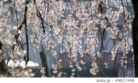 糸桜 イトザクラ 磯部稲村神社 糸桜 イトザクラ 磯部稲村神社 49617486