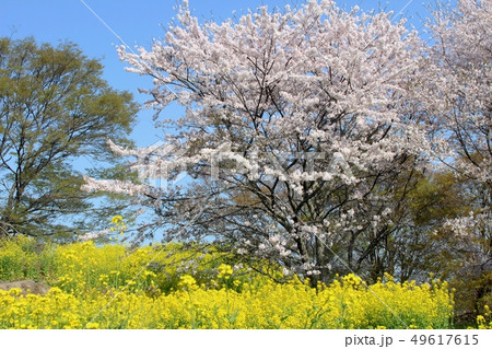 春の岡城跡の風景 49617615