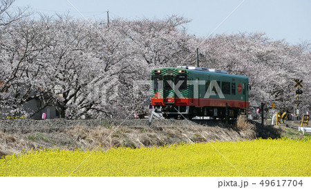 真岡鐵道　桜・菜の花 49617704