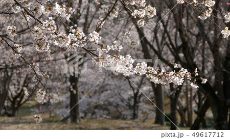 磯部桜川公園 桜満開 磯部桜川公園 桜満開 49617712