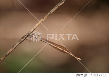 ホソミオツネントンボ 49617769