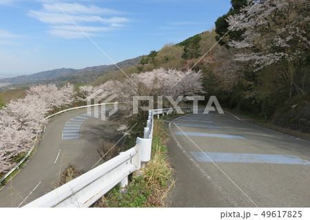 坂道と桜の咲く風景 坂道と桜の咲く風景 49617825