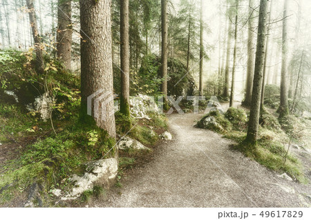 Foggy Landscape with Autumn Forest Foggy Landscape with Autumn Forest 49617829