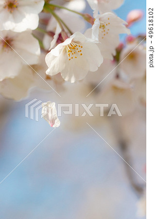花びらが舞う桜 一片の花吹雪 花びらが舞う桜 一片の花吹雪 49618102