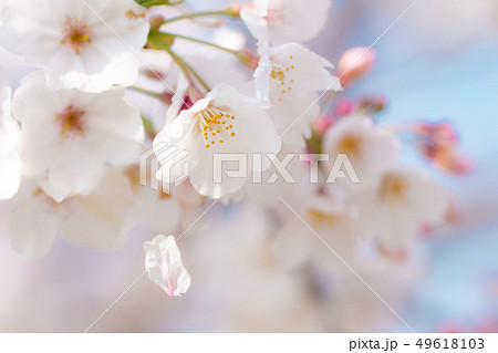 花びらが舞う桜 一片の花吹雪 花びらが舞う桜 一片の花吹雪 49618103