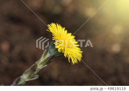 Coltsfoot, medicinal herb, flower in spring .Yellow flower in early spring . Coltsfoot, medicinal herb, flower in spring .Yellow flower in early spring . 49619119