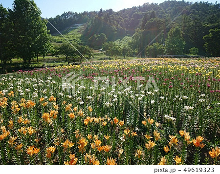 満開のユリ　どんでん平ゆり園 49619323