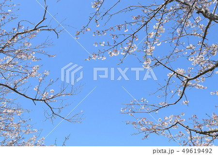 桜　春らんまん　春　お花見 49619492