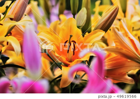 美しい百合の花 49619566