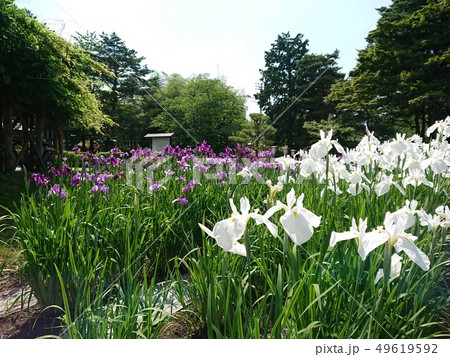 満開のアヤメ あやめ公園 満開のアヤメ あやめ公園 49619592