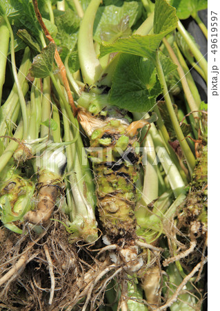 収穫したばかりの春のワサビ 49619597