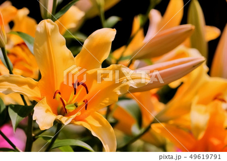 美しい百合の花 美しい百合の花 49619791