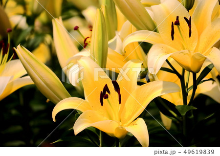 美しい百合の花 49619839