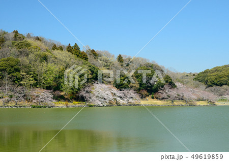 春の袖ヶ浦公園上池 袖ヶ浦公園 千葉県袖ケ浦市 春の袖ヶ浦公園上池 袖ヶ浦公園 千葉県袖ケ浦市 49619859