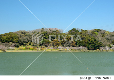 春の袖ヶ浦公園上池　袖ヶ浦公園　千葉県袖ケ浦市 49619861