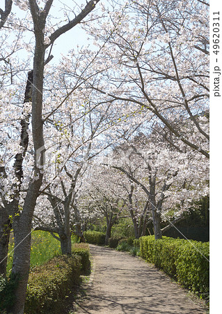 桜並木　遊歩道　散策コース　袖ヶ浦公園 49620311