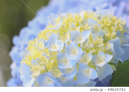 紫陽花　あじさい　 49620781