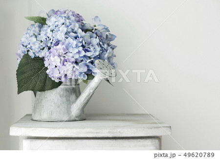 Hydrangea flowers in grunge zinc watering can on 49620789