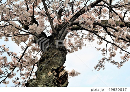 海地獄周辺の桜 海地獄周辺の桜 49620817