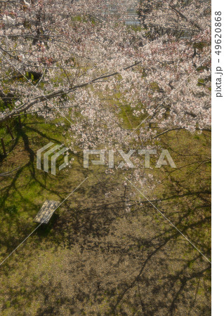 桜 さくら 木漏れ日 公園のベンチ 憩いの場 桜 さくら 木漏れ日 公園のベンチ 憩いの場 49620868