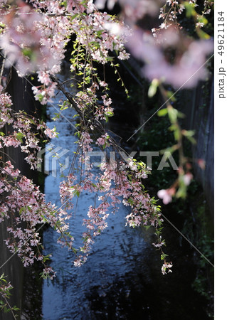 水辺の桜 水辺の桜 49621184