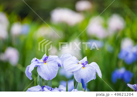花しょうぶ 花しょうぶ 49621204