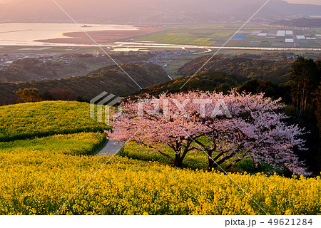 白木峰高原の桜 49621284