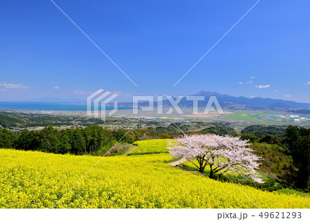 白木峰高原の桜 49621293